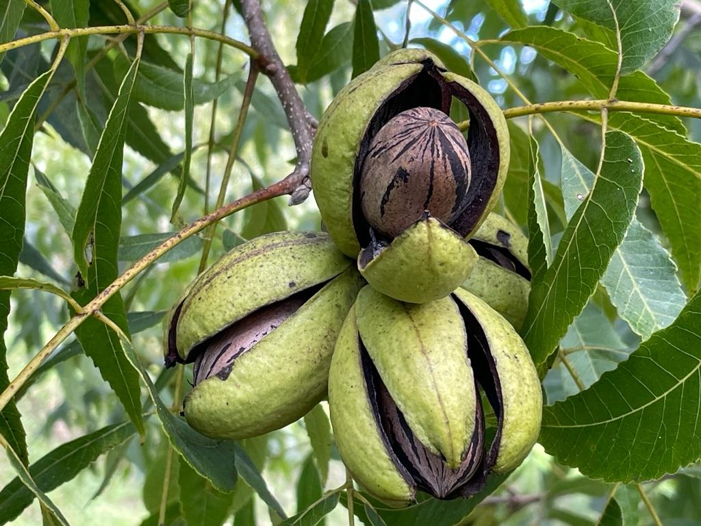 Magnuts - Estamos em abril, mês do início da colheita da noz pecan